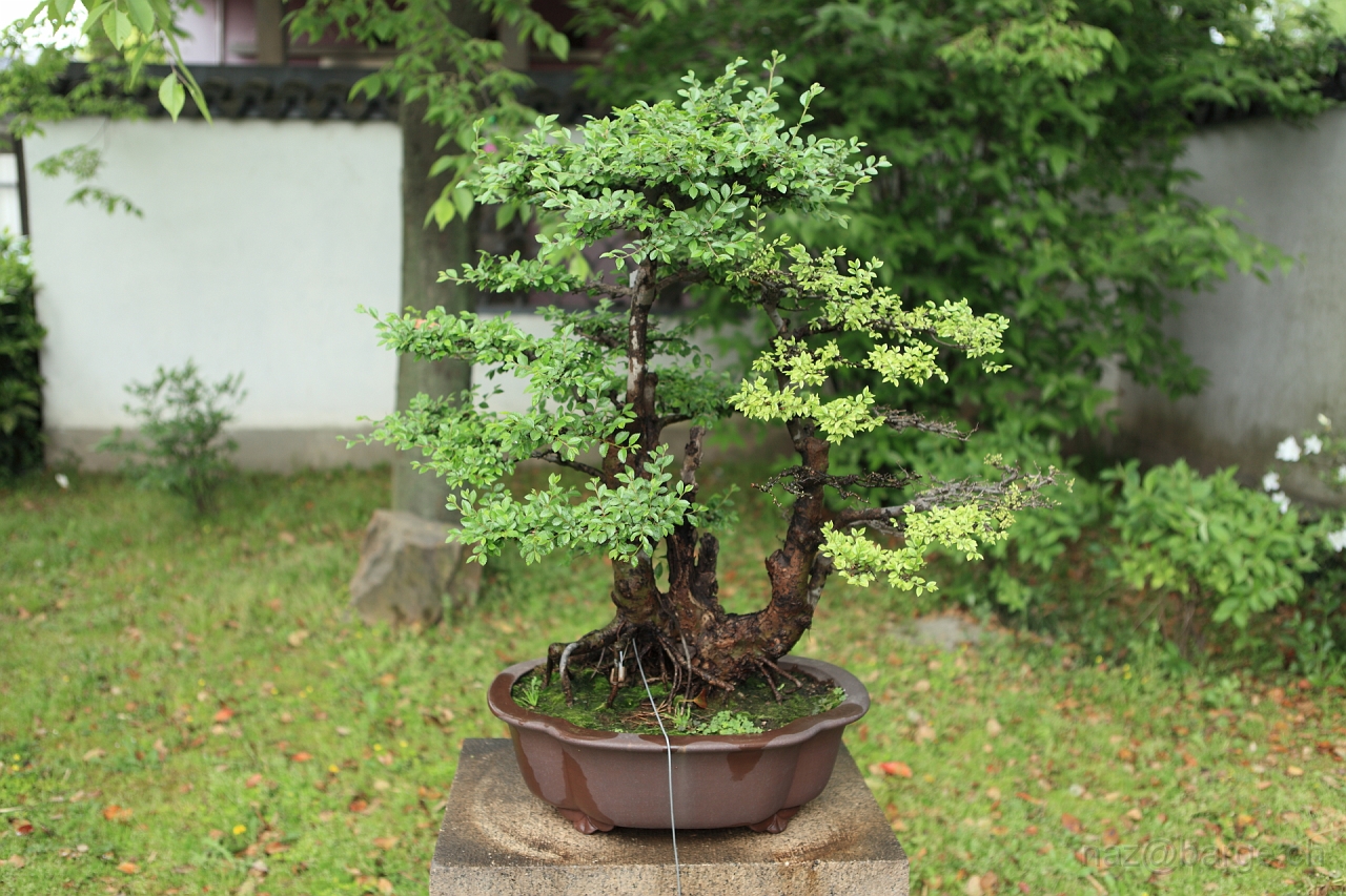 EOS 5D Mark II16_04_20135058.JPG